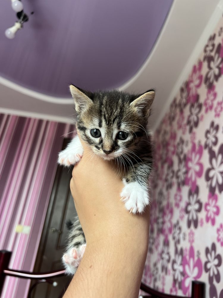 Віддамо кошенят.