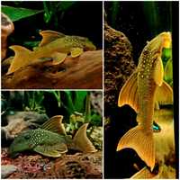 L200 Green Phantom Pleco (Hemiancistrus Subviridis)