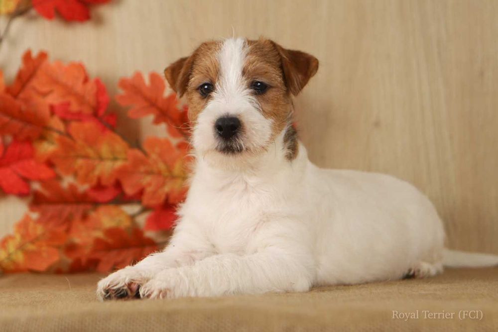 piesek Jack Russell terrier ZKWP/FCI szorstkowłosa