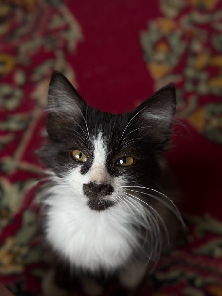 Кошенята шукають родину