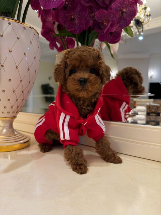 Мальтипу різних забарвленнь міні з чіпом