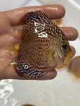 Discus Red Turquesa 6-7cm - Grade A