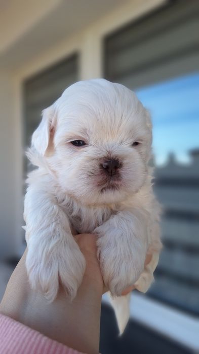 Shihtzu tricolor