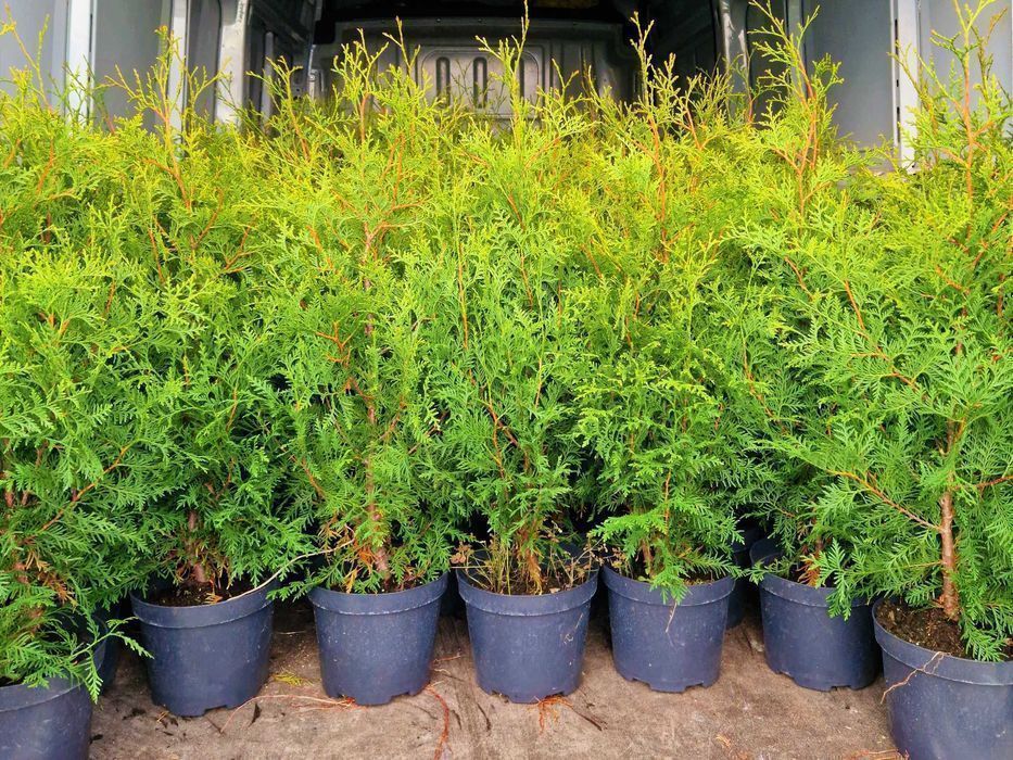 TUJA Thuja BRABANT na żywopłot wys.90-110 cm donica 7,5L Sadzenie