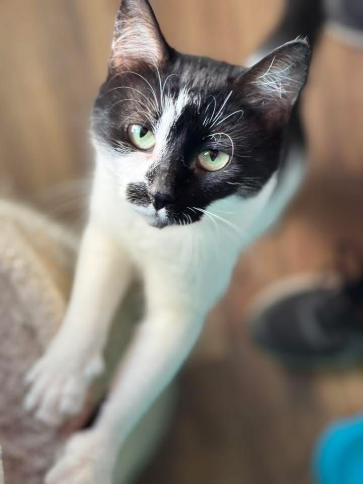 Perelka do adopcji szuka domu