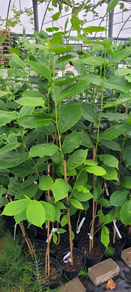 Magnolia 140-160 cm Rustica Rubra Alexandrina Amabilis