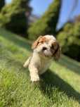 Cavalier King Charles Spaniel - suczka