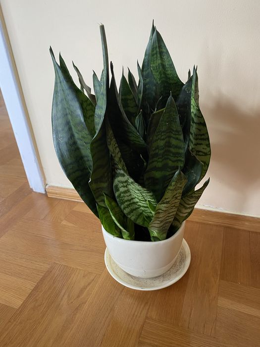 Sansevieria Sanseveria Sanseweria kwiat 35 cm