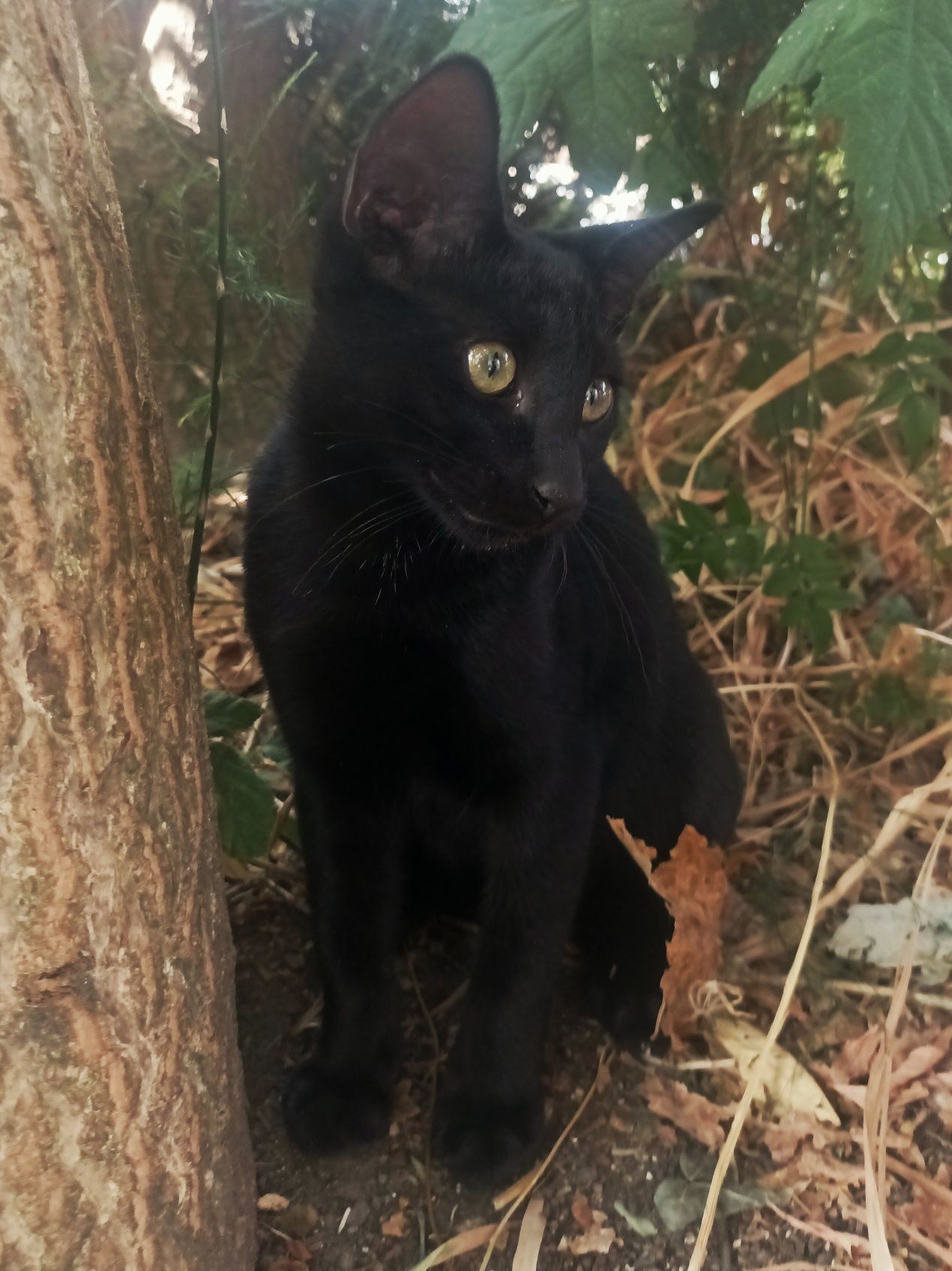 Gatinho preto muito meigo
