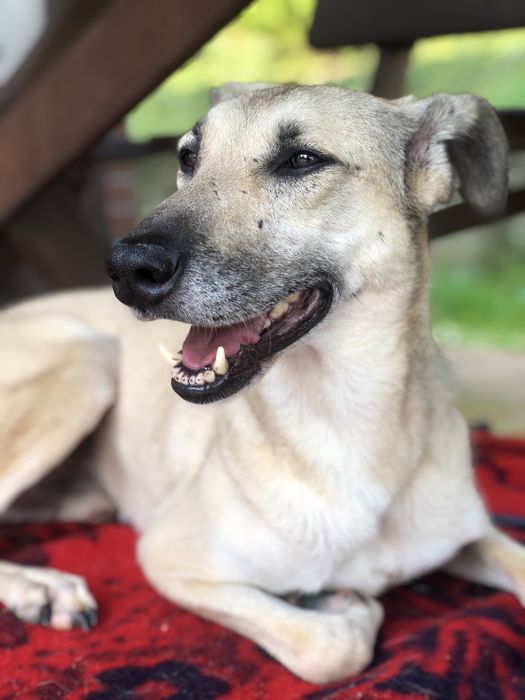 Szukamy dla Chibo odpowiedzialnego domu