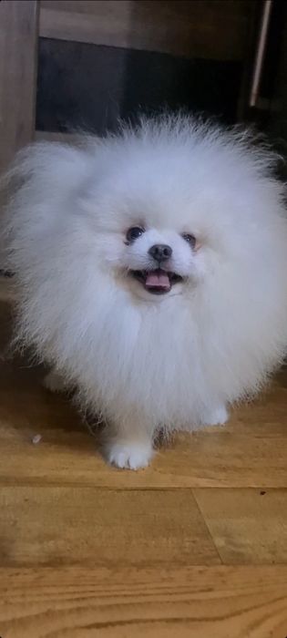 Вязка.Померанский Белый шпиц.FCI