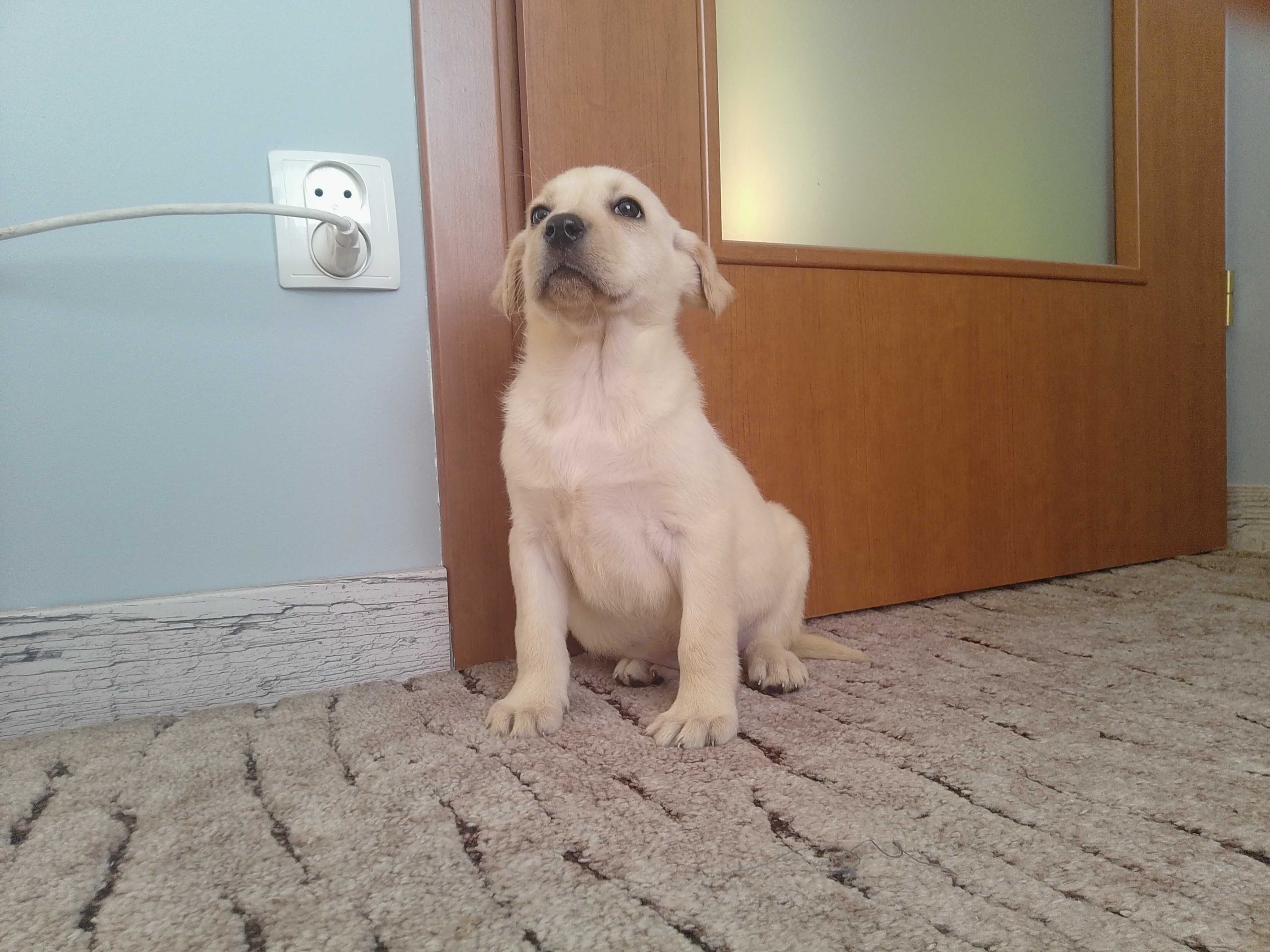 Labrador Retriever szczeniaczek .