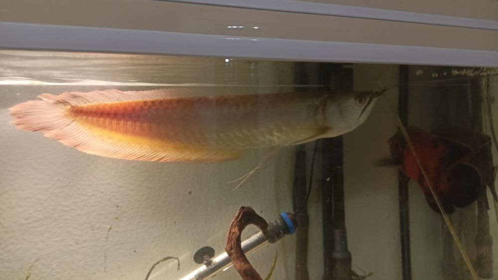 Troca Arowana Silver, Oscar e Platydoras armatulus