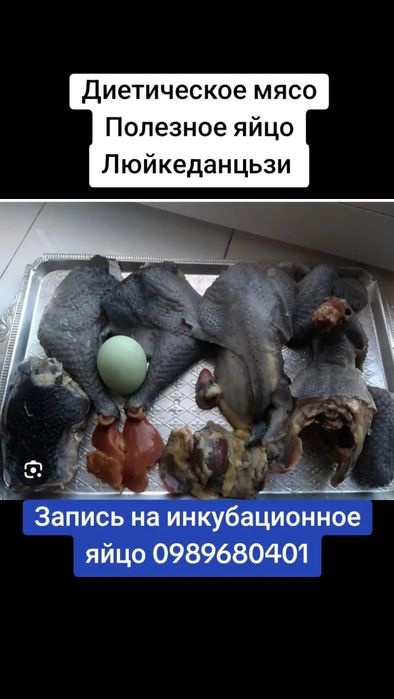 Инкубационное яйцо