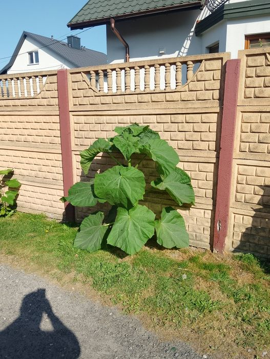 Paulownia oxytree drzewo tlenowe wysyłka +gratis wakacyjna promocja