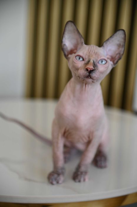 Piękna Figa - koteczka Sfinks