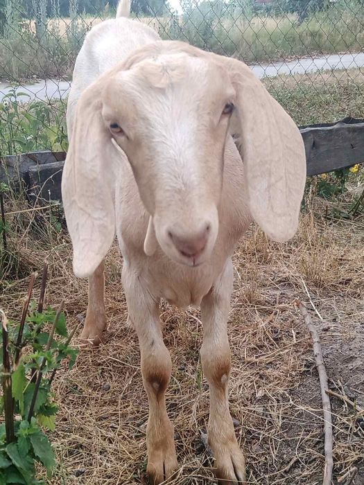 Коза нубо камори 25%