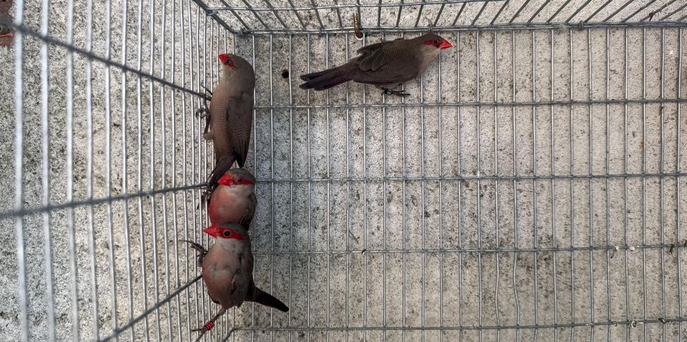 Bico-de-lacre (Criador Legal ICNF)