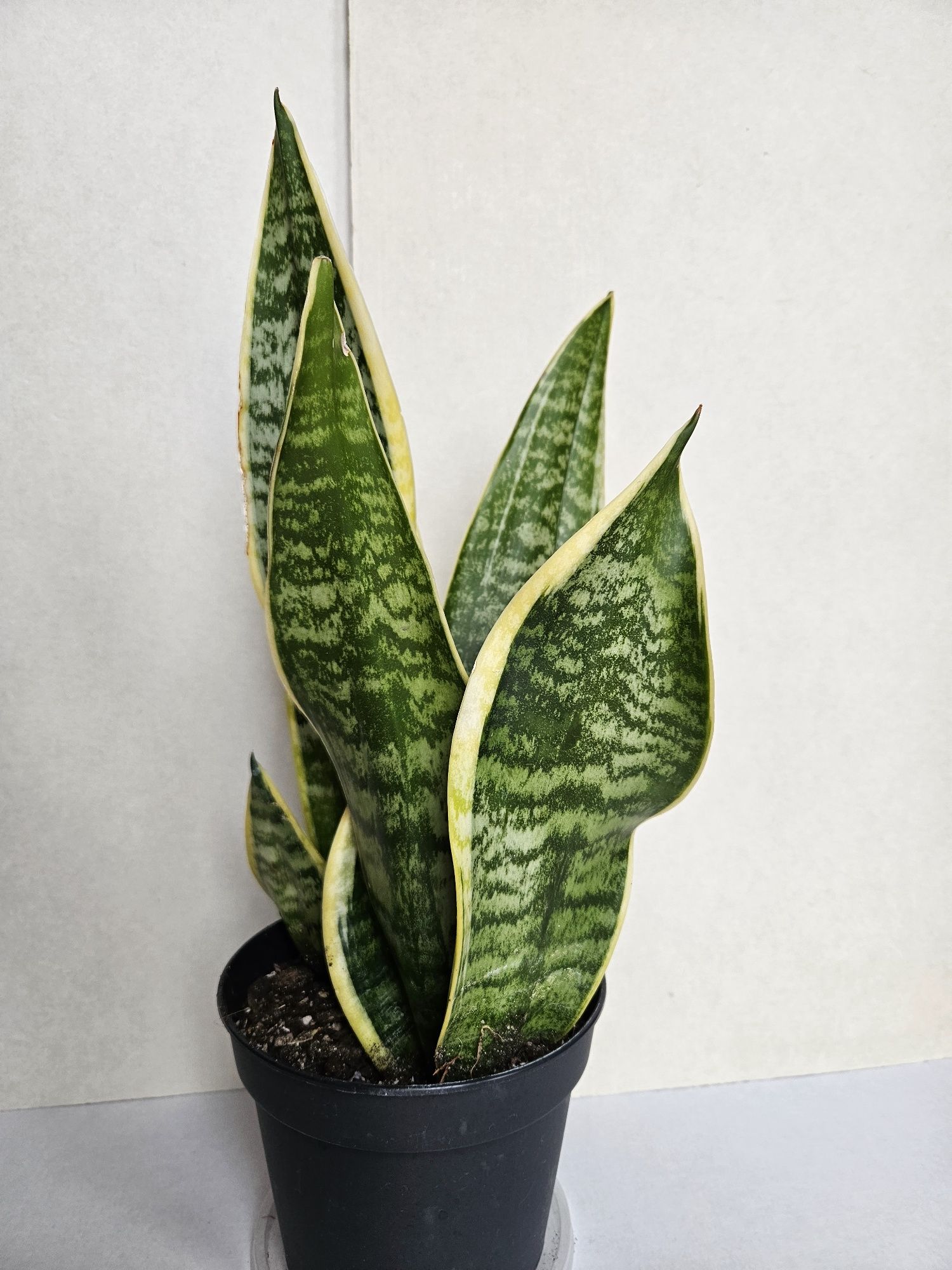 Planta Espada de São Jorge Vaso 14 cm