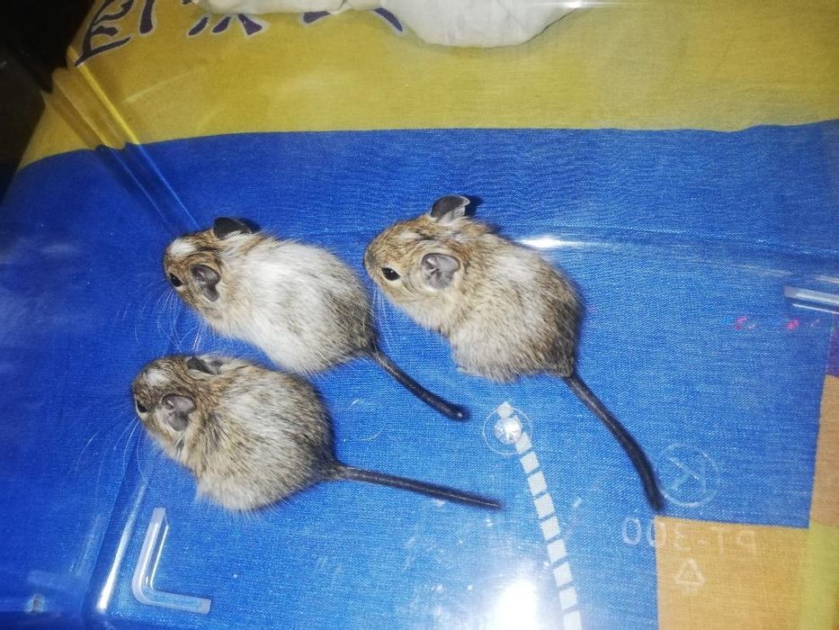 Грызуны травоядные