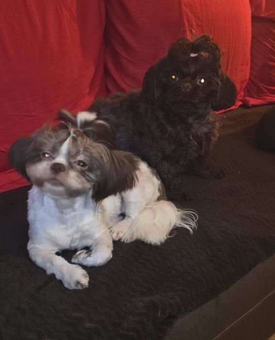 Suczka Shih Tzu  czekoladowa