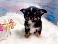 ***GOTOWY DO ODBIORUTri color cudowny długowłosy maluszek chihuahua***