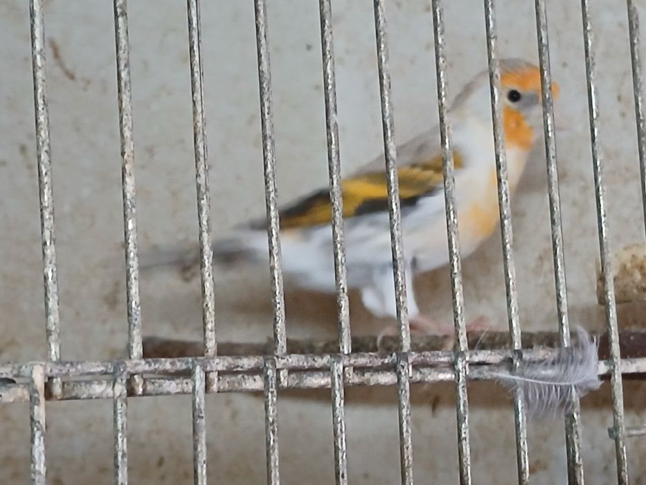 Kanarki samce bastardy