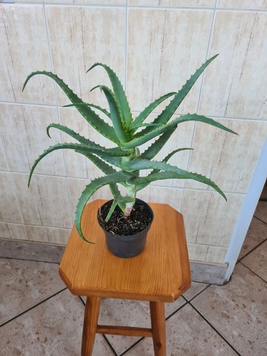 Kwiat leczniczy aloes