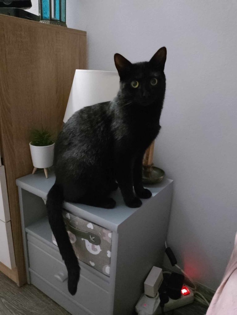 James poleca się do adopcji