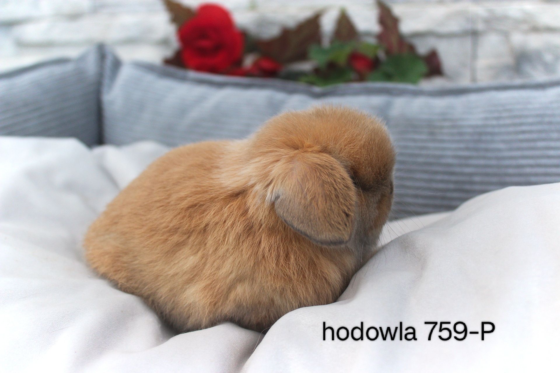 Mini lop króliki karzełek miniaturka baranek hodowla