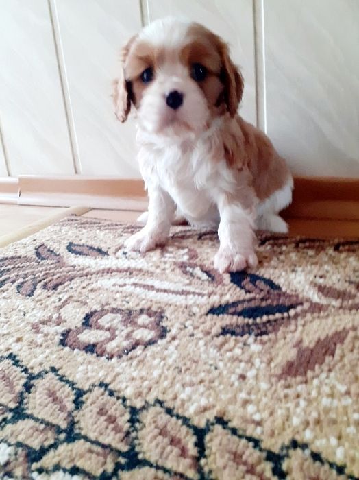 Kawalier King Charles Spaniel Piesek