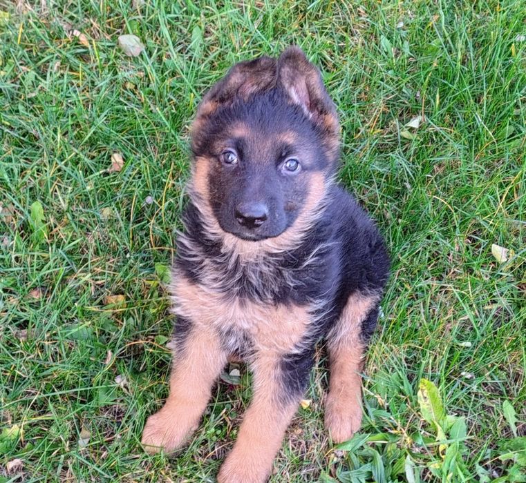 Owczarek Niemiecki -szczeniak piesek