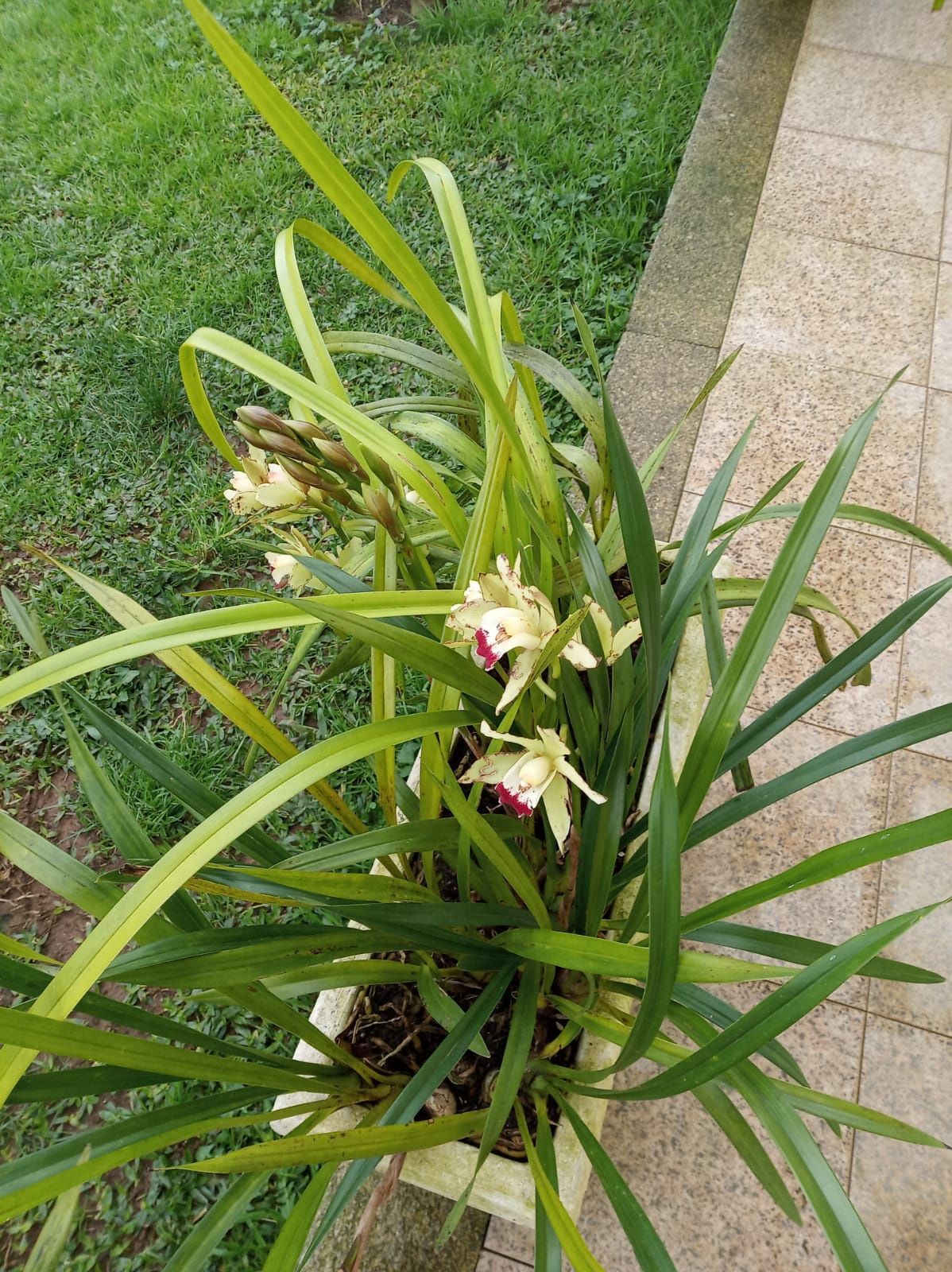 Vaso médio com orquídea com flor