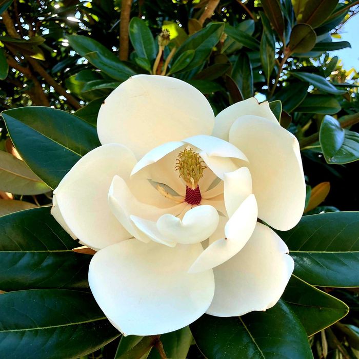 Magnolia grandiflora "Alta", wieczniezielona, ogromne, pachnące kwiaty