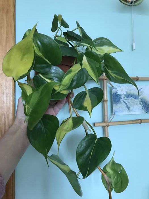 Филодендрон Бразил