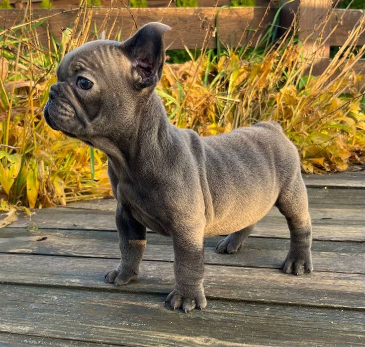 Щенки цуценя бульдог французький французский голубой