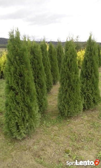 Tuja szmaragd tuje thuja smaragd szmaragdowa