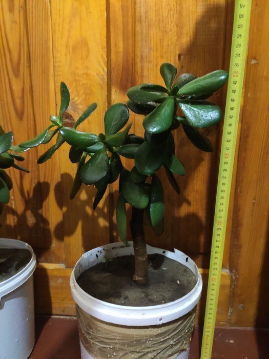 Грошове дерево толстянка