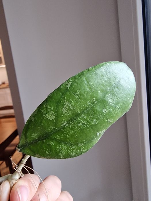 Hoya Rainy Man ukorzeniona