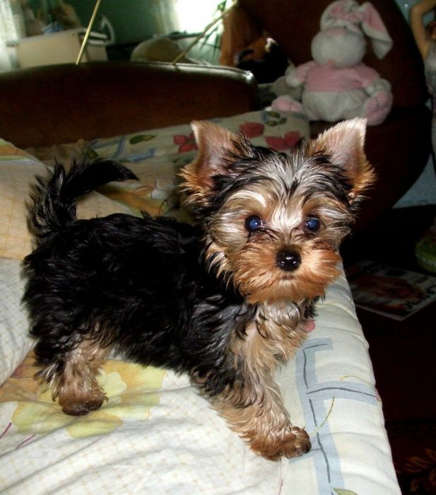 Йорк міні, хлопчик