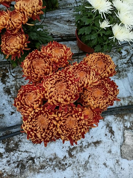 Sprzedam chryzantemy