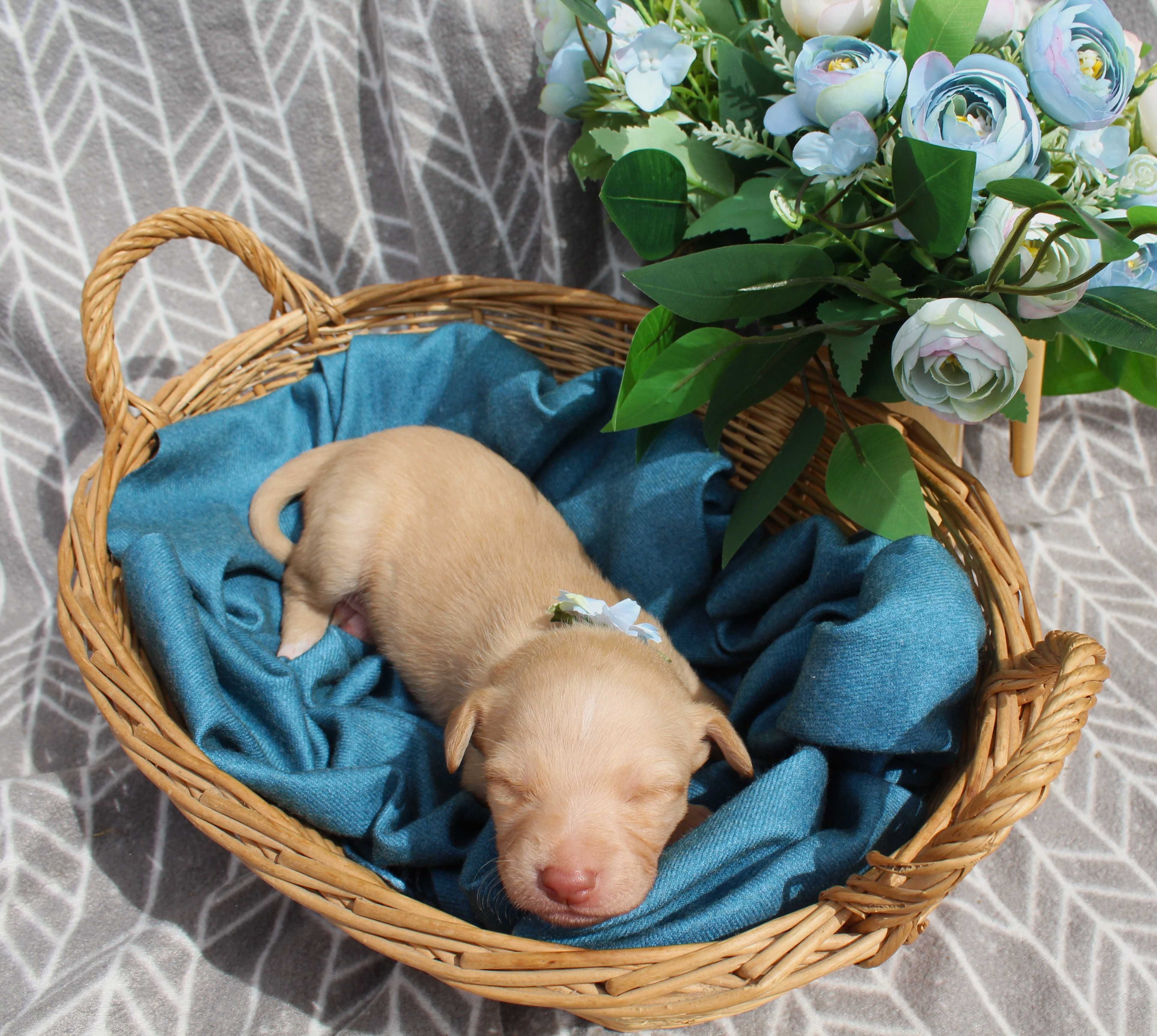 Cães bebés para adoção