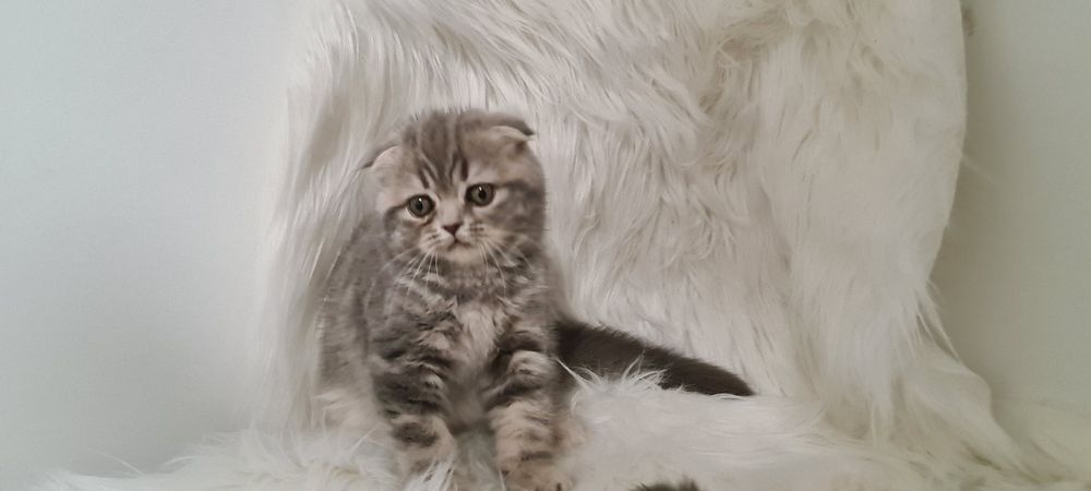 Kocięta Szkocki Fold.  Kotka. Rodowód