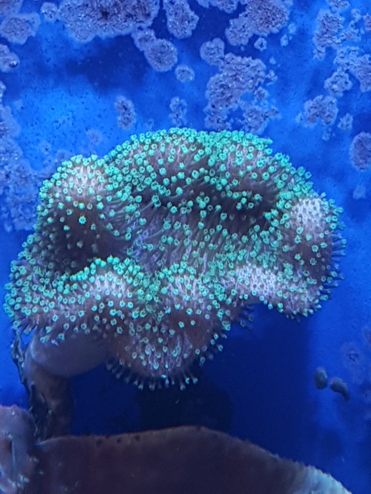 Sarcophyton ( sarco ) koral miękki akwarium morskie