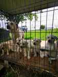 Labrador Retriver
