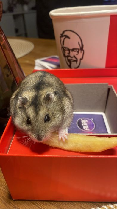 Oddam chomika z klatka i trocinami