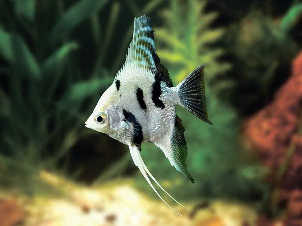 Żaglowiec skalar odmiana MARMURKOWA - Pterophyllum - dowóz, wysyłka