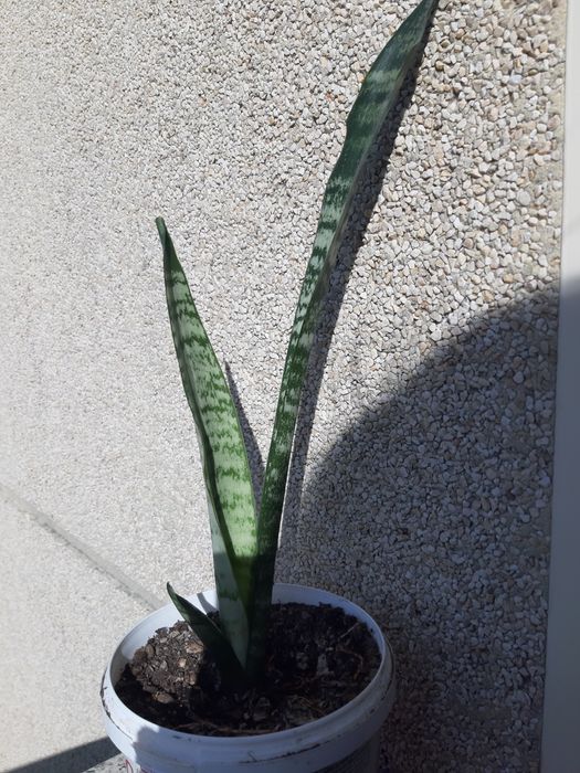 Plantas em vaso variadas
