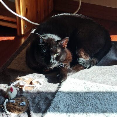 Gaja szuka kochającego domu