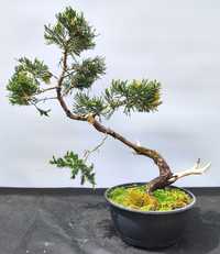 Pre bonsai z jałowca chińskiego Expansa Variegata.